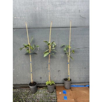 LAUROWIŚNIA na pniu - sadzonki 160 / 180 cm